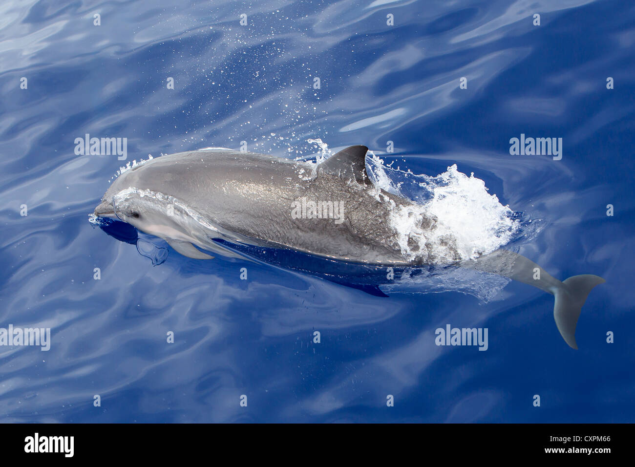 Lagenodelphis hosei, Fraser`s Dolphin, Sarawak Dolphin, Borneo-Delfin ...